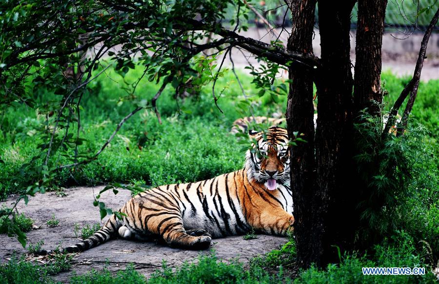 Life of Siberian tigers in NE China's Siberian Tiger Park