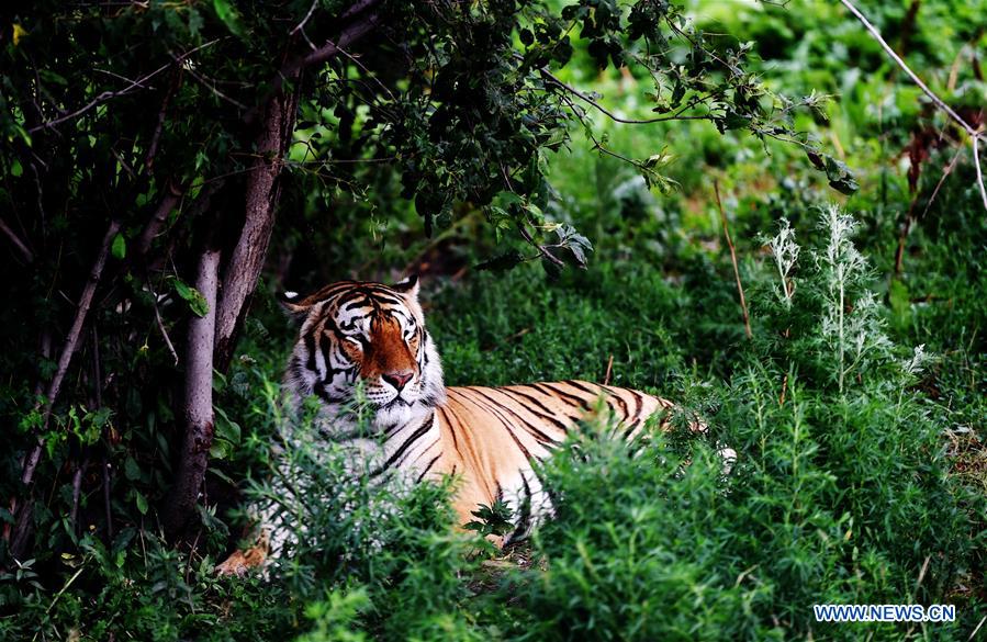 Life of Siberian tigers in NE China's Siberian Tiger Park