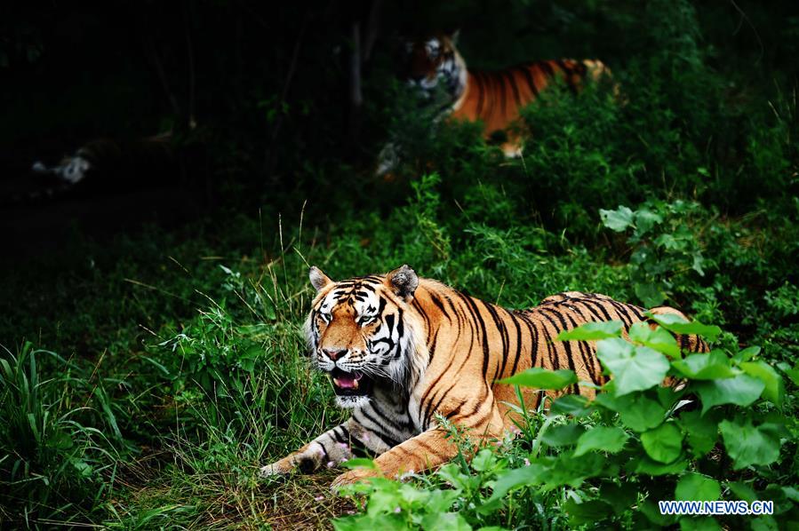 Life of Siberian tigers in NE China's Siberian Tiger Park