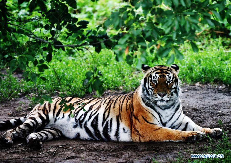 Life of Siberian tigers in NE China's Siberian Tiger Park