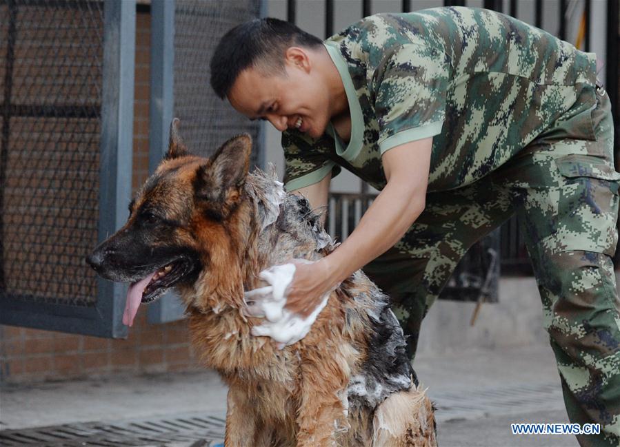 Trainers help police dogs to beat heat in Chongqing