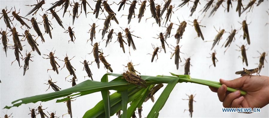 Edible locust breeding helps farmers get rid of poverty in N China