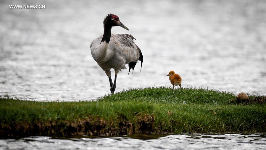 Environment of reserve improved for black-necked cranes in China's Tibet