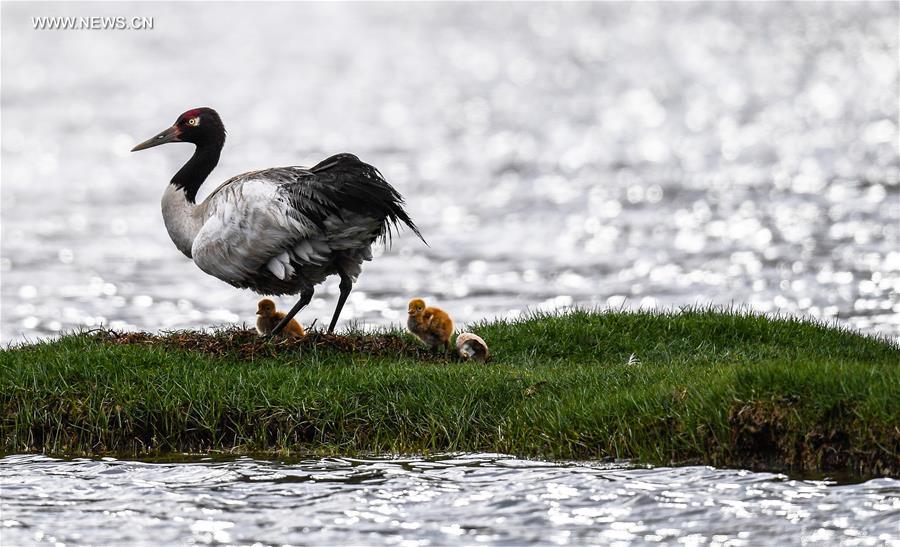 Environment of reserve improved for black-necked cranes in China's Tibet