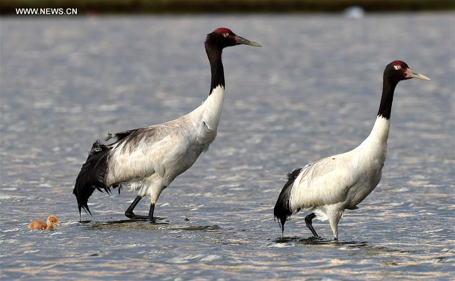 Environment of reserve improved for black-necked cranes in China's Tibet