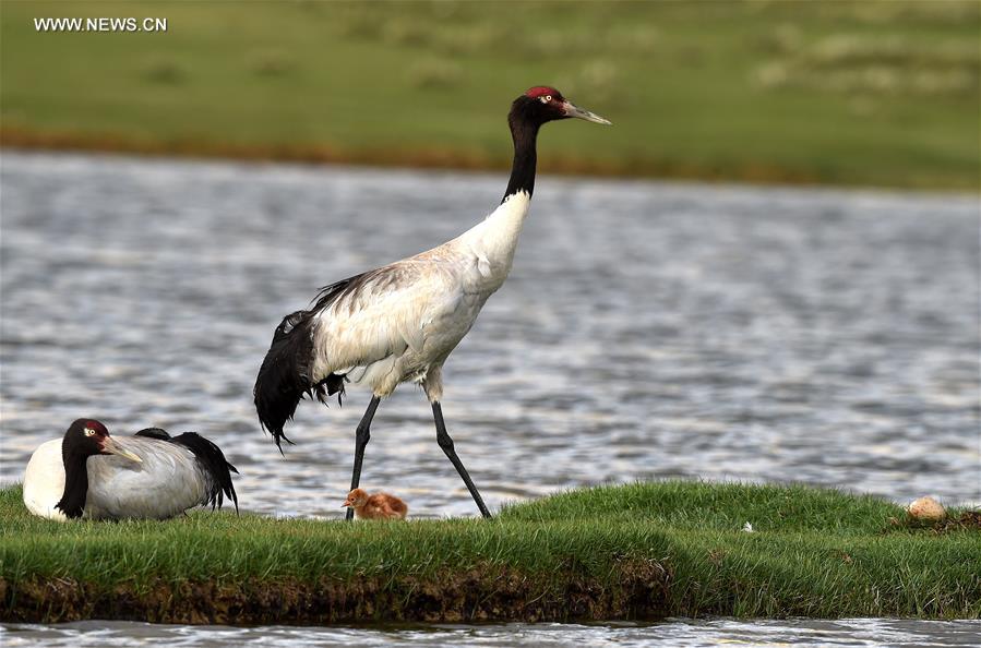 Environment of reserve improved for black-necked cranes in China's Tibet