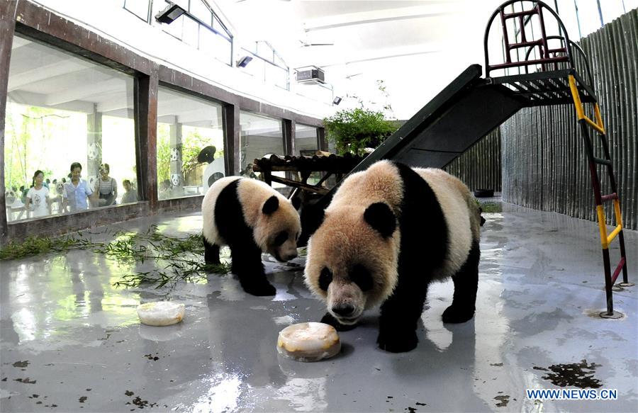 Shanghai Zoo takes varied measures to keep animals cool