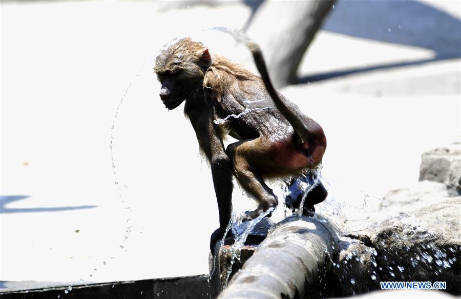 Shanghai Zoo takes varied measures to keep animals cool