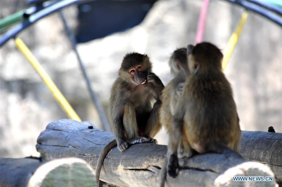 Shanghai Zoo takes varied measures to keep animals cool