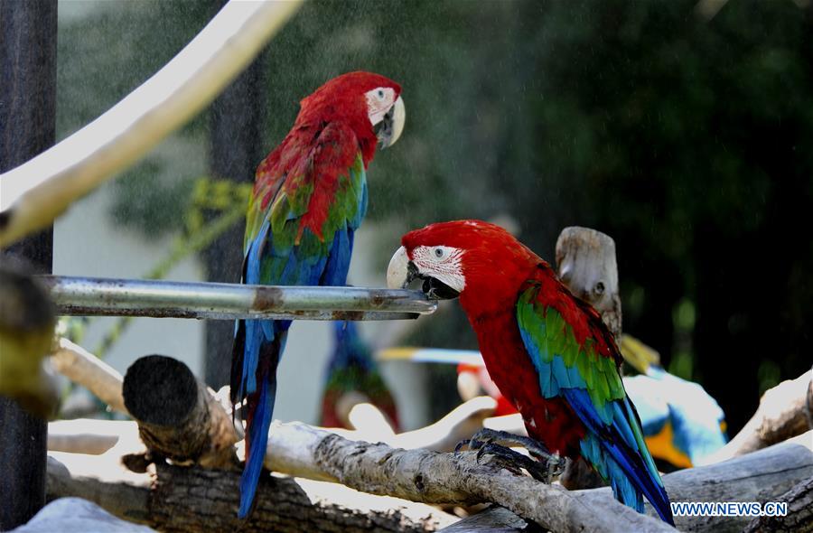 Shanghai Zoo takes varied measures to keep animals cool