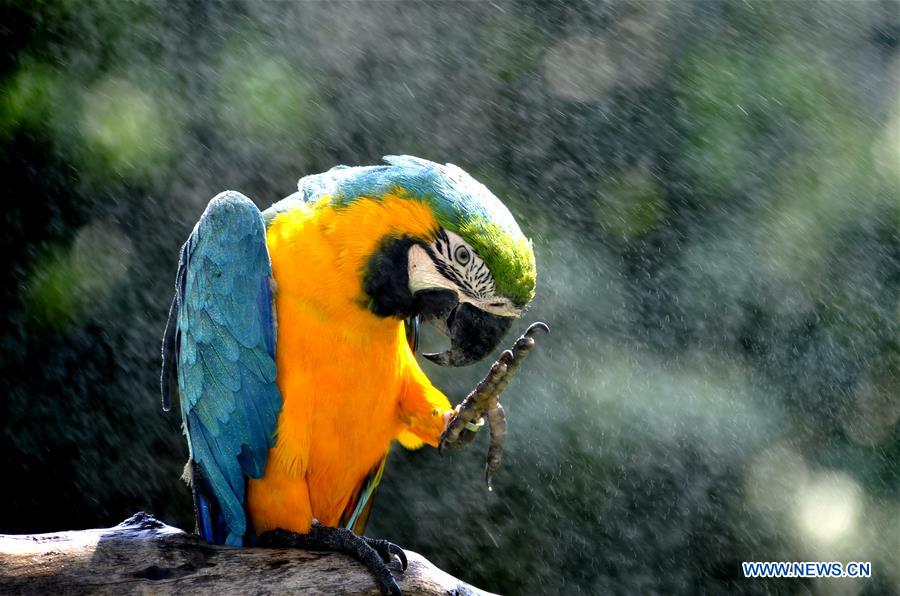 Shanghai Zoo takes varied measures to keep animals cool