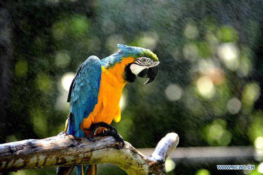 Shanghai Zoo takes varied measures to keep animals cool