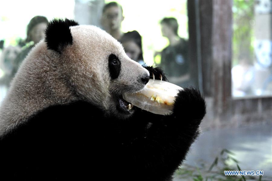 Shanghai Zoo takes varied measures to keep animals cool