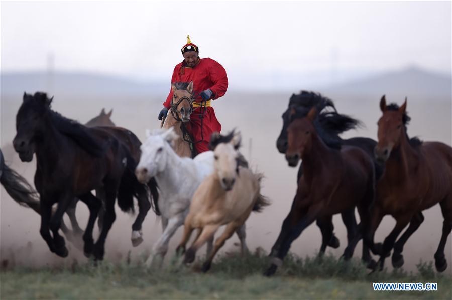 Efforts made to protect Mongolian horse culture