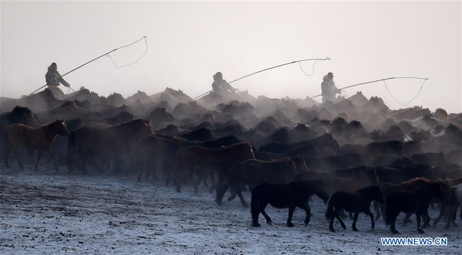 Efforts made to protect Mongolian horse culture