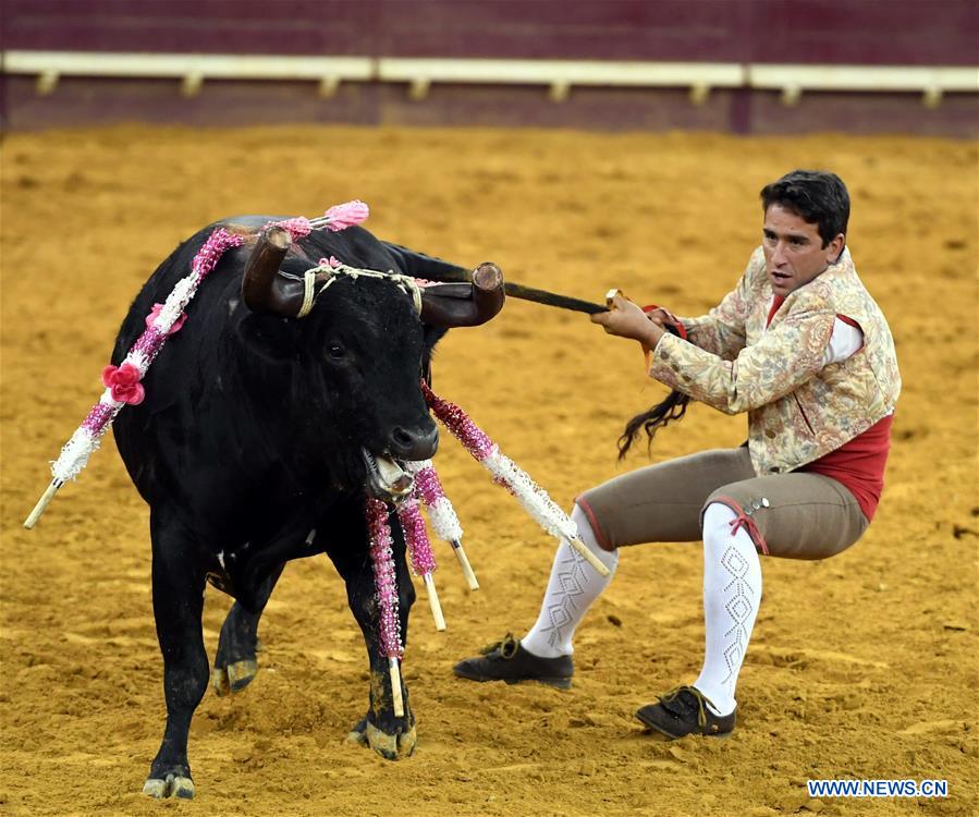 Highlights of bullfighting in Lisbon, Portugal