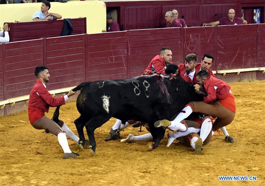 Highlights of bullfighting in Lisbon, Portugal