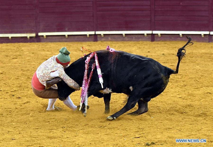 Highlights of bullfighting in Lisbon, Portugal