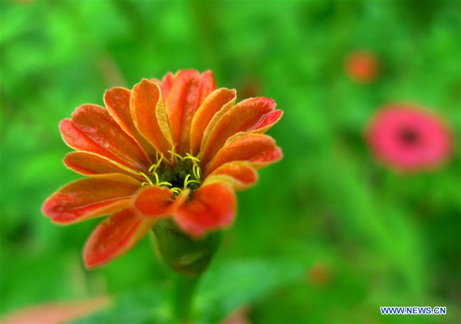 Flowers blossom after rainfall in E China's Shandong