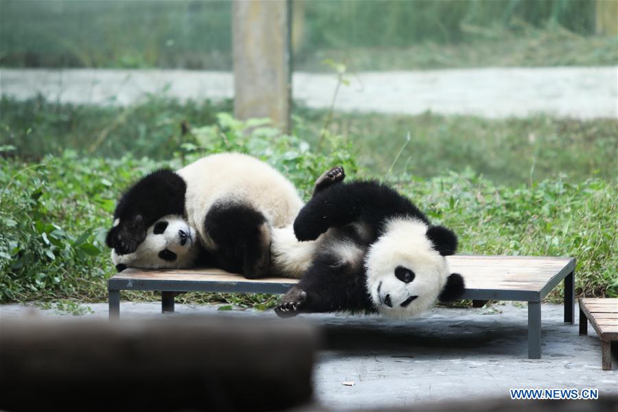 Giant pandas' happy life at Chongqing Zoo