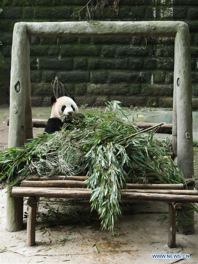 Giant pandas' happy life at Chongqing Zoo