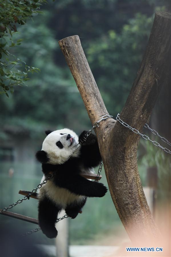 Giant pandas' happy life at Chongqing Zoo