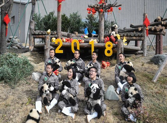 Giant pandas greet Chinese New Year 
