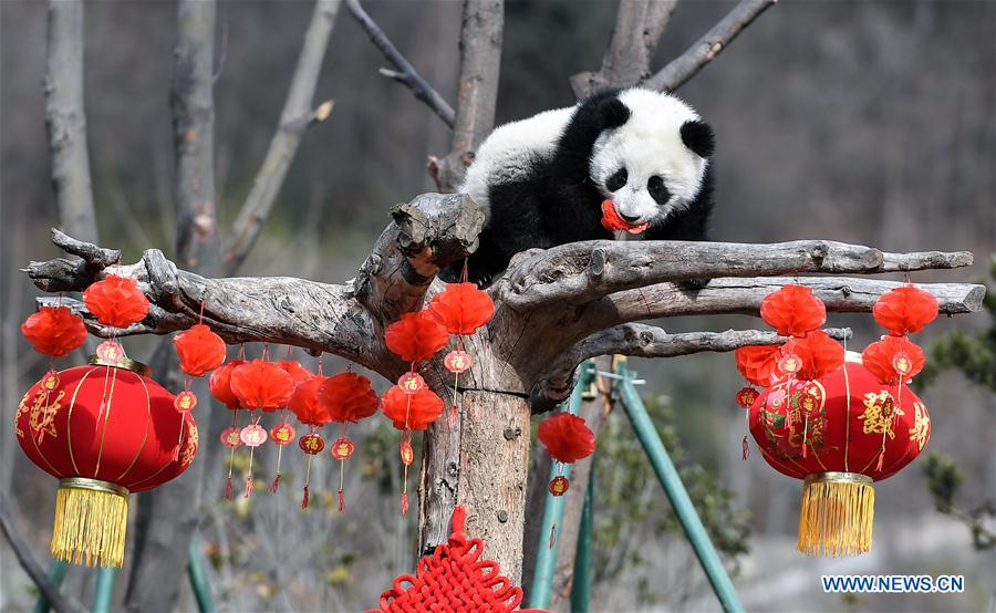 Giant panda bases restored after Sichuan earthquake