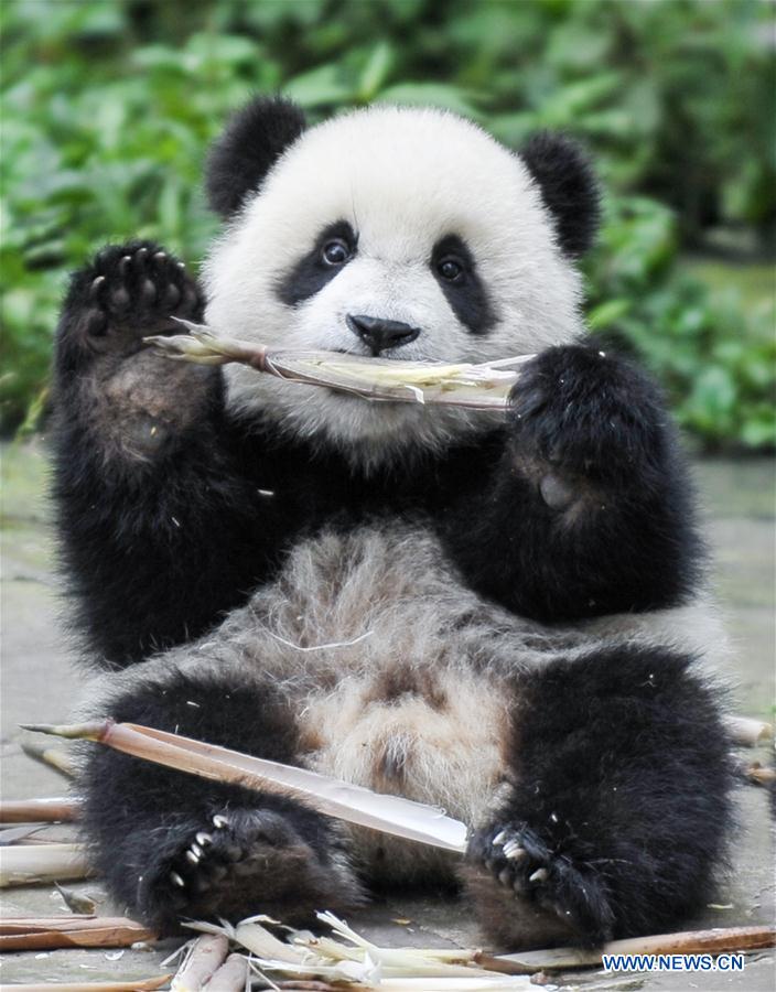 Giant panda bases restored after Sichuan earthquake