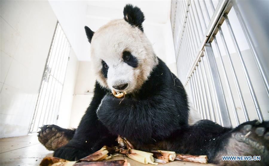 Giant panda bases restored after Sichuan earthquake