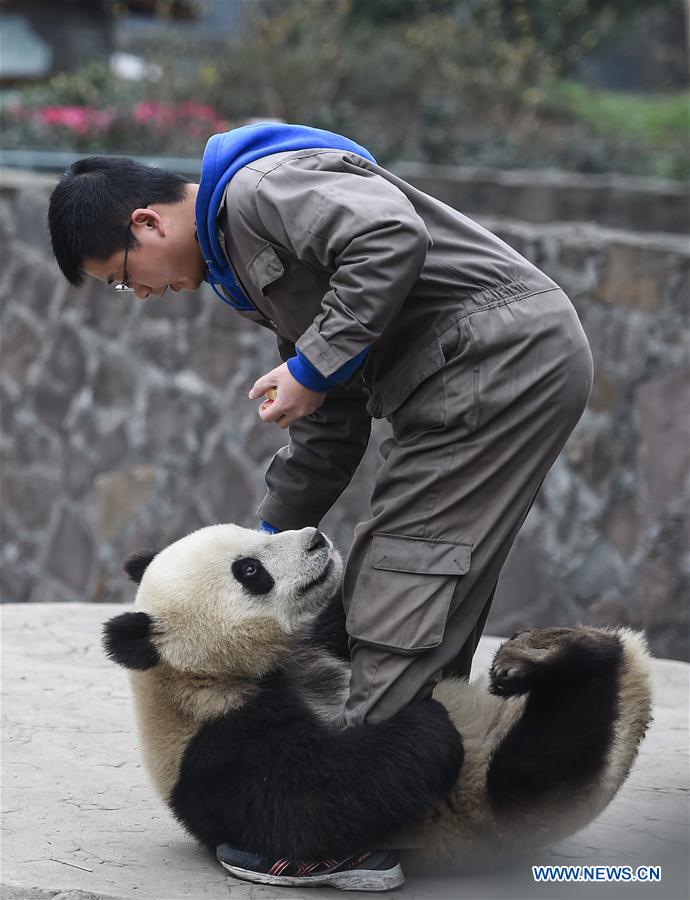 Giant panda bases restored after Sichuan earthquake