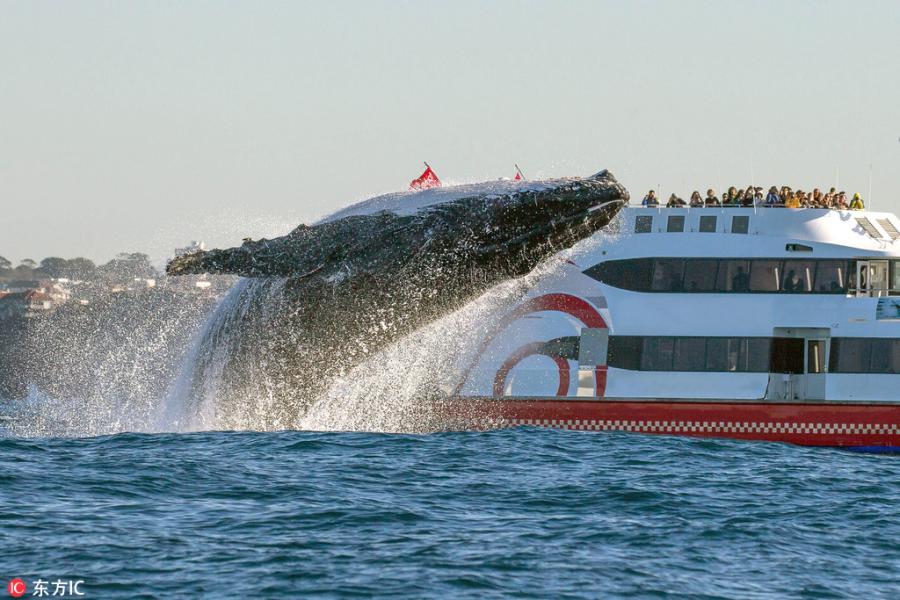 Humpback whale spotted doing 'incredibly rare' vertical breach