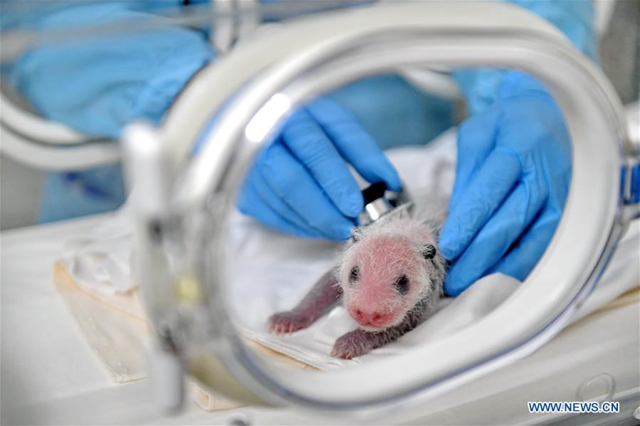 In pics: 11-day-old giant panda cub in Guangzhou, south China