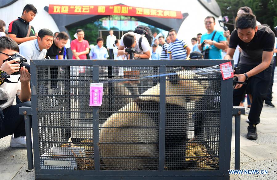 Two giant pandas arrive in NE China's Jilin