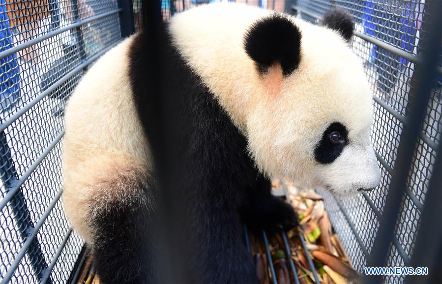 Two giant pandas arrive in NE China's Jilin