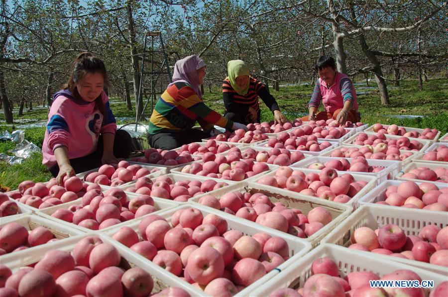 Autumn harvest seen in China