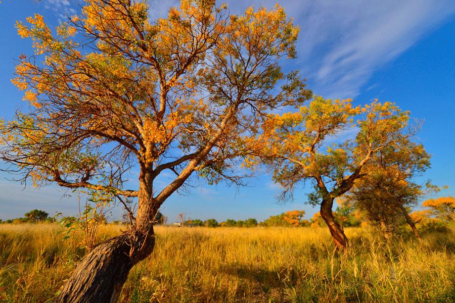 Euphrates poplar trees create golden oasis