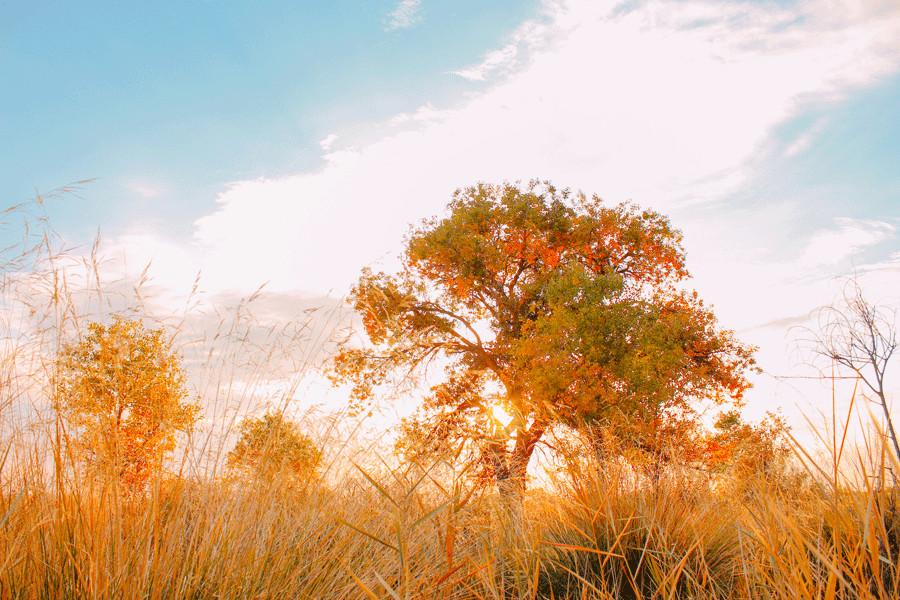 Euphrates poplar trees create golden oasis