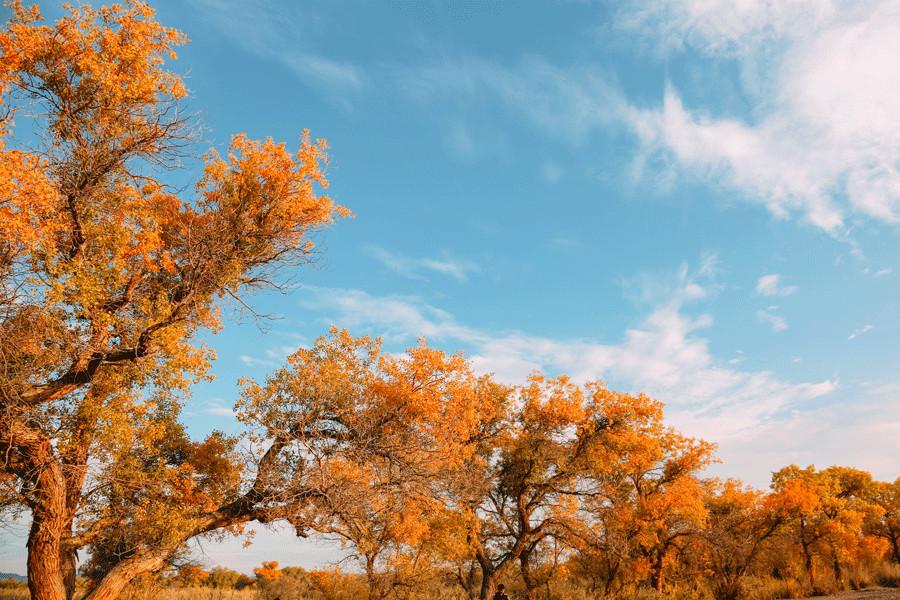 Euphrates poplar trees create golden oasis