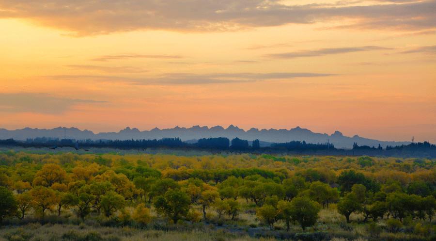 Euphrates poplar trees create golden oasis