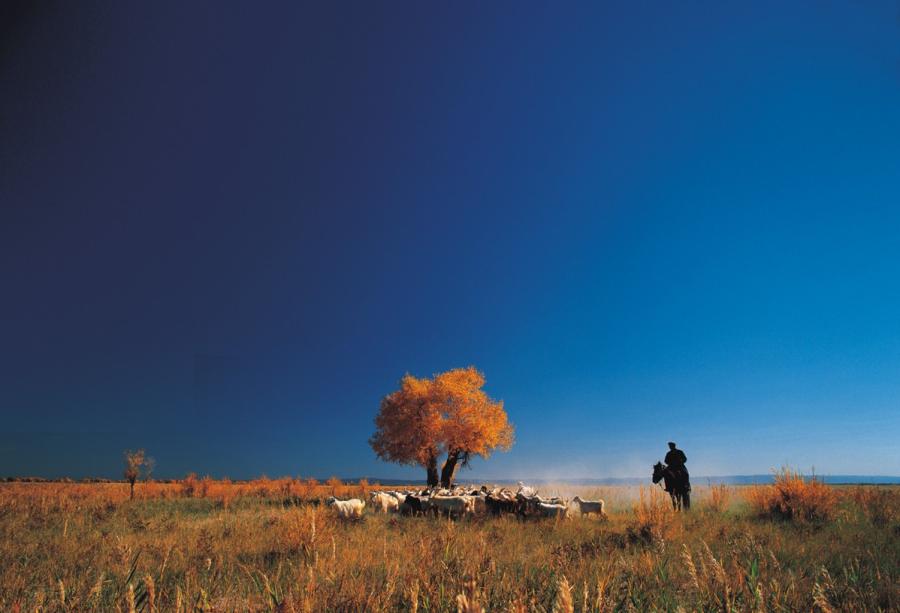 Euphrates poplar trees create golden oasis