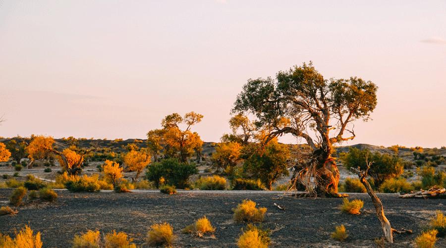 Euphrates poplar trees create golden oasis