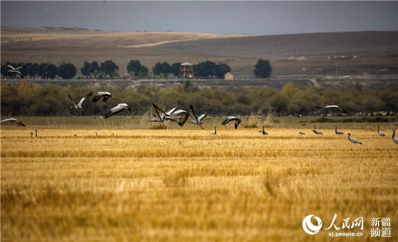 Migratory birds flock to Xinjiang’s Zhaosu in autumn