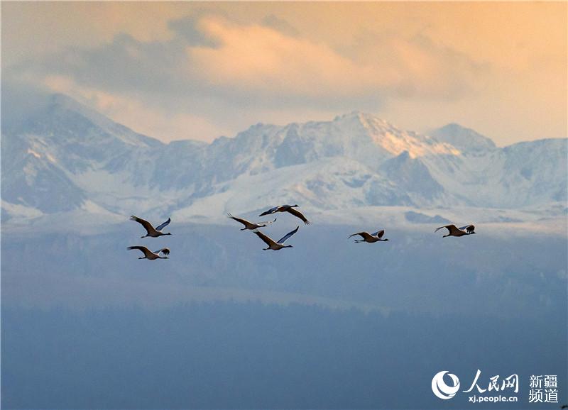 Migratory birds flock to Xinjiang’s Zhaosu in autumn