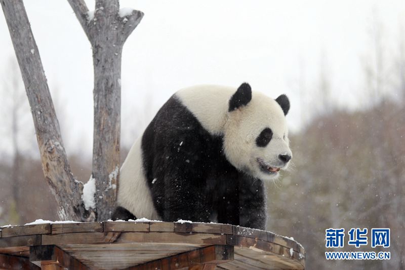 Giant pandas enjoy the snow in China’s northernmost enclosure