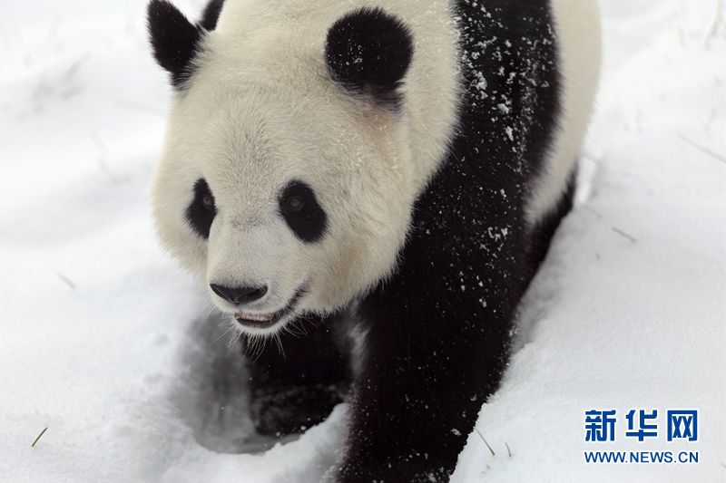 Giant pandas enjoy the snow in China’s northernmost enclosure