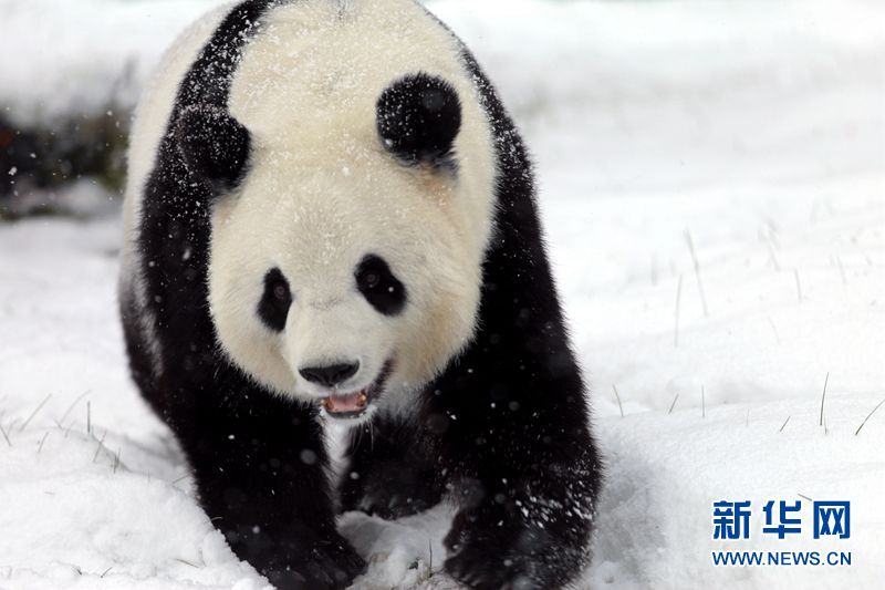 Giant pandas enjoy the snow in China’s northernmost enclosure