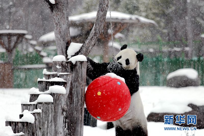 Giant pandas enjoy the snow in China’s northernmost enclosure