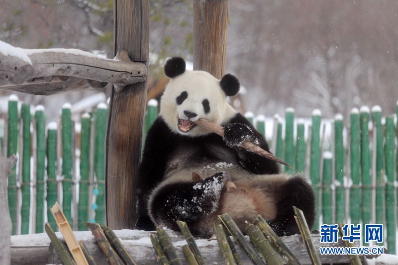 Giant pandas enjoy the snow in China’s northernmost enclosure