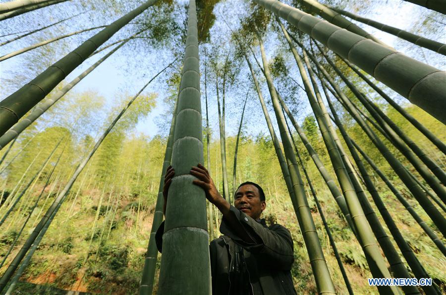 China's Chishui promotes bamboo-related industry to boost locals' income